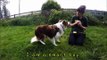 Dogs Trust Shoreham: Mac