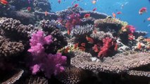 Jeb Corliss diving in Fiji 2006