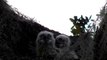 Great Horned Owl feeding babies