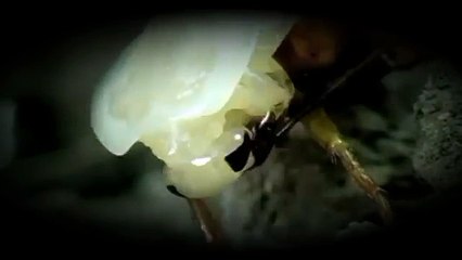 Rubix Roach has a message for Showcase Wrestling