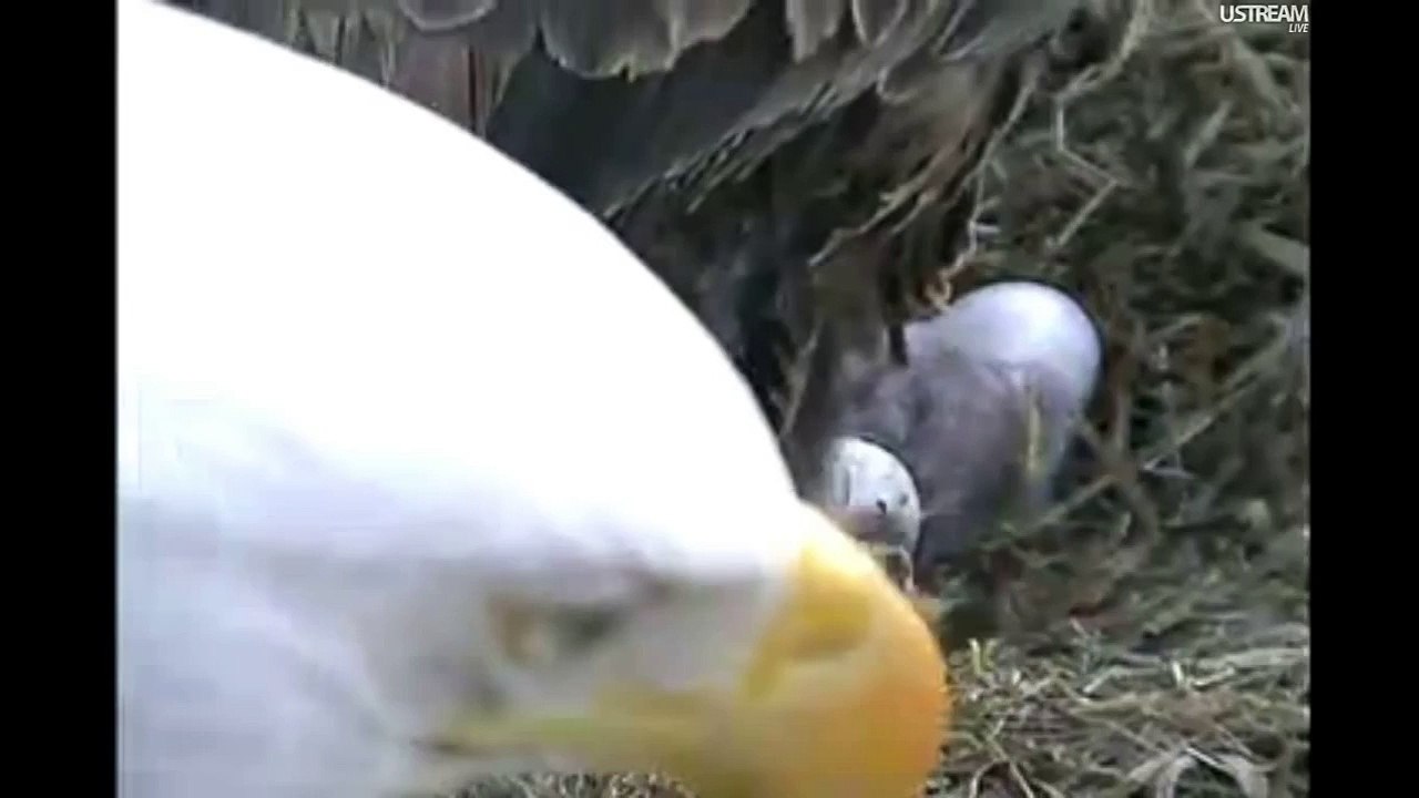 Decorah Eagles Chick