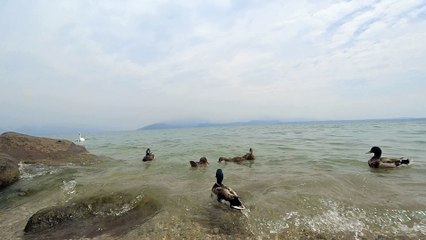 Cute Ducks in Garda lake