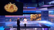 Découverte d'un acarien responsable de la mort des abeilles