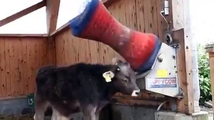 Quand ma vache va au Spa pour relaxation