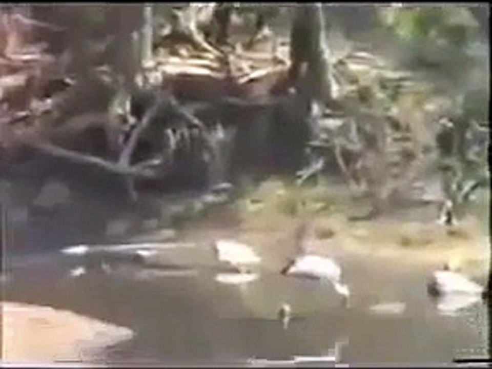 Natural Wild Life Wildebeest eaten by Crocodiles from Travel Kenya Travel