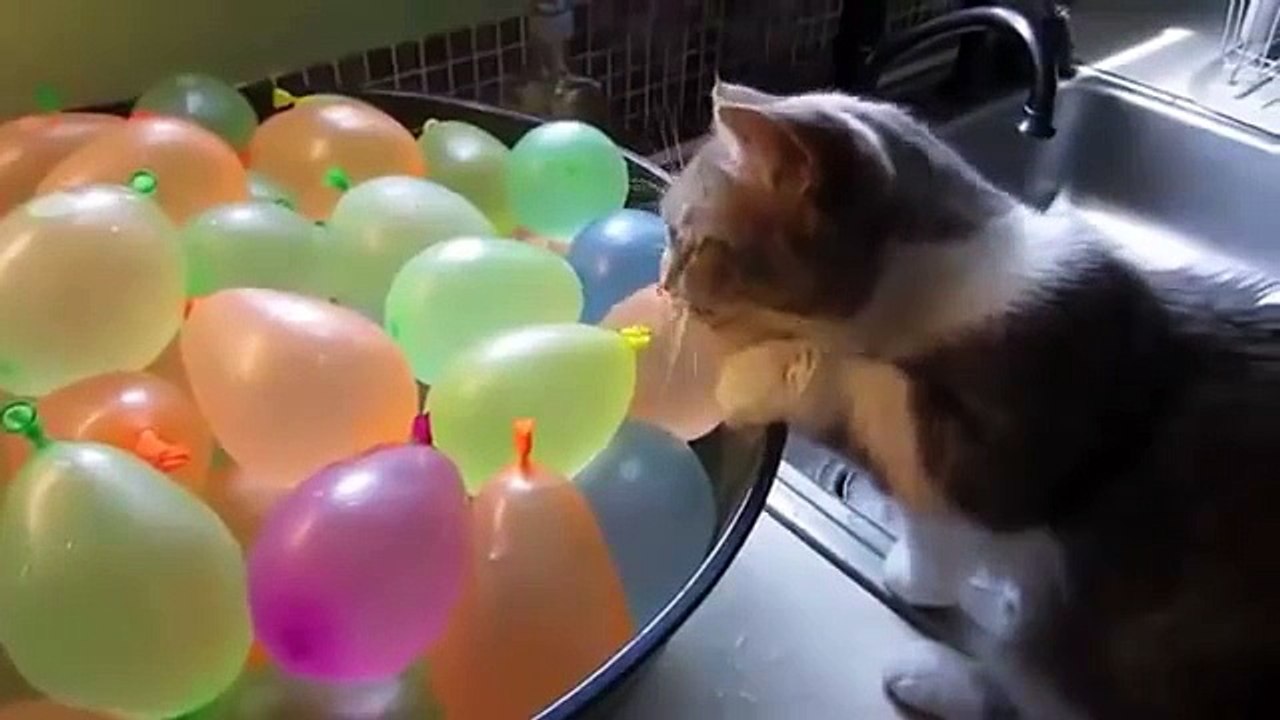 Funny Cats Eating _ Cat videos Compilation # 10 _ Funny cat videos 2015