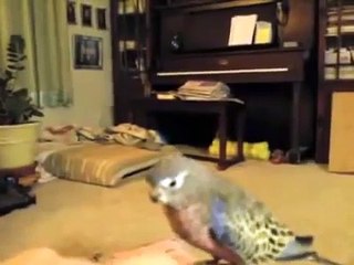 quigley bourke parakeet talking 2