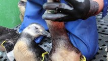 Decenas de pingüinos llegan a las playas brasileñas buscando comida