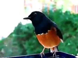 Peronet e Izurieta - Desde que te fuiste (Cuando vuelvas)