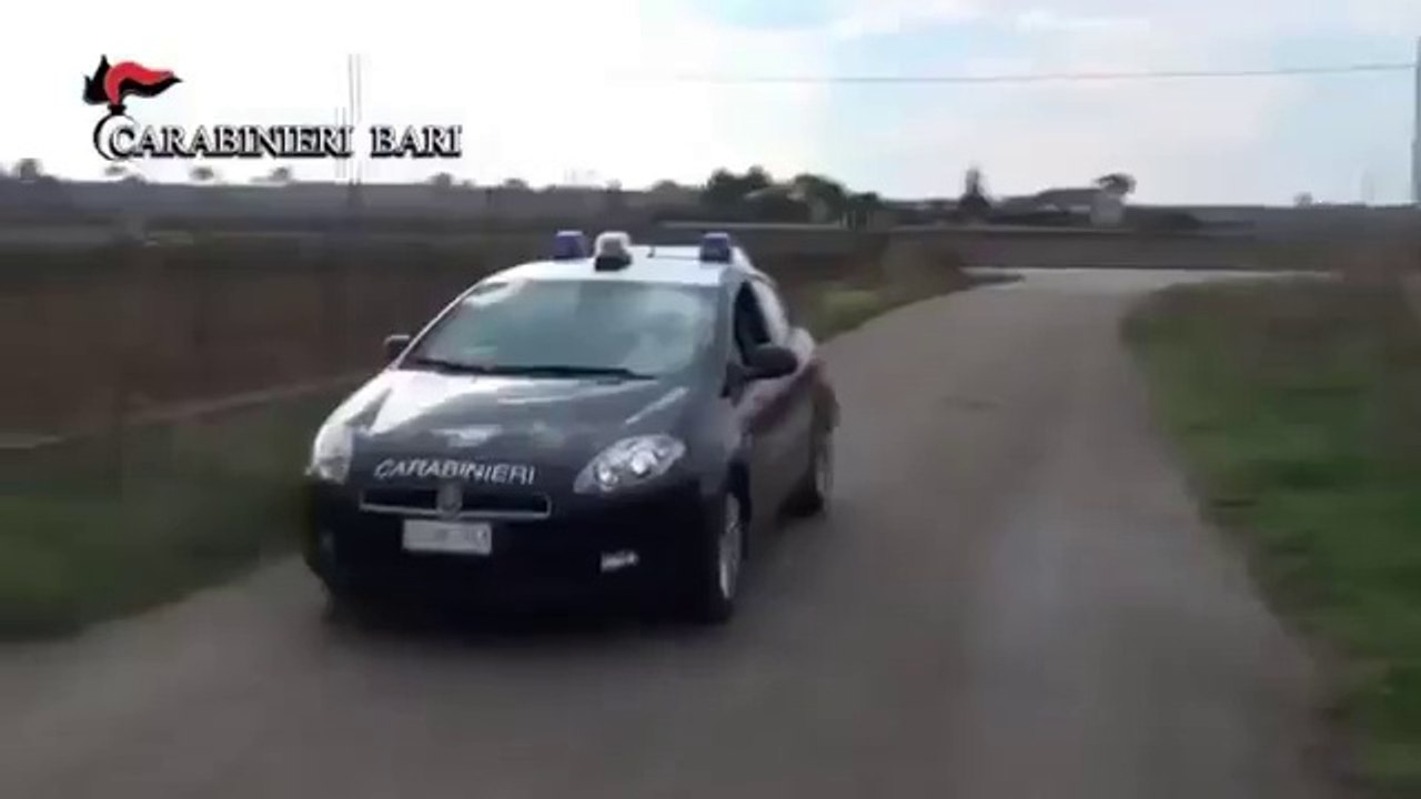 Altamura (Ba) - blitz in masseria, sequestro 200 piante marijuana