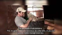 Il entre dans l'enclos et fait des câlins aux bébés lions. L