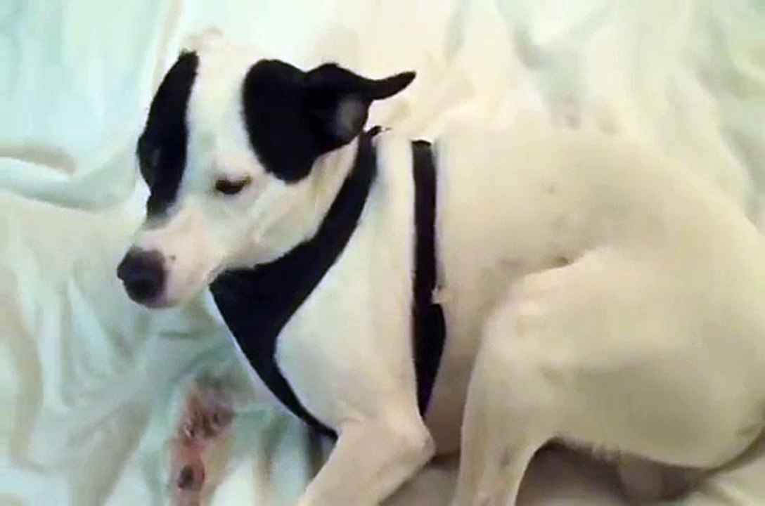 My dog having a seizure, WARNING GRAPHIC & may be disturbing to some