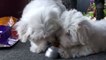 Maltese Puppies Playing (cute!) - Dogs and Puppies