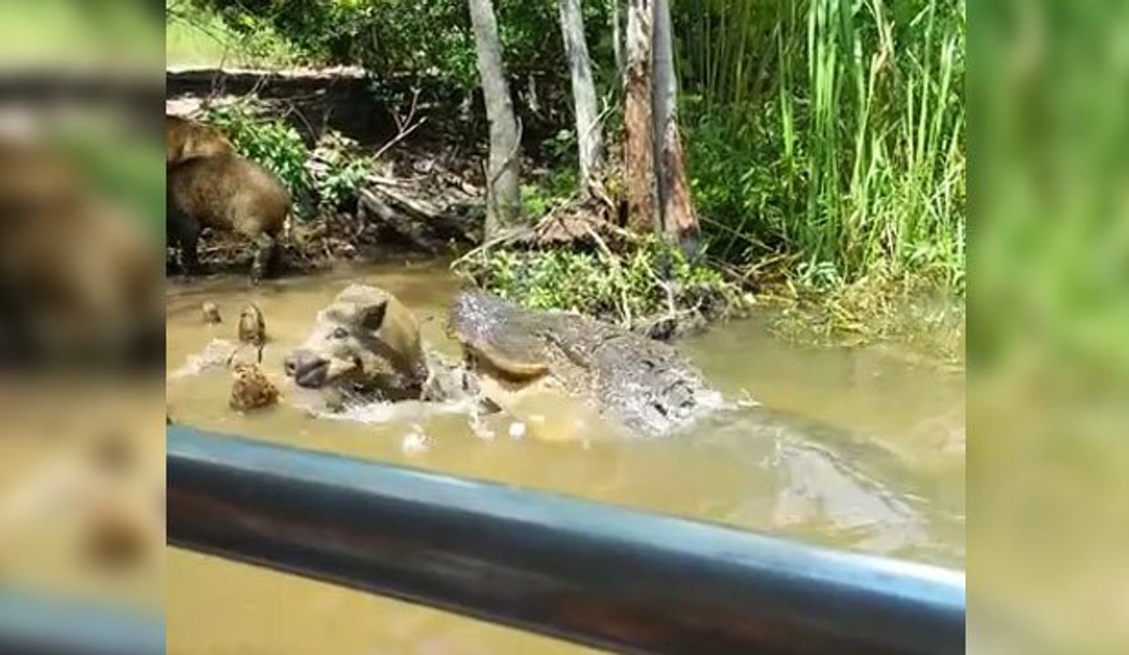 Il attire un cochon sauvage vers un alligator