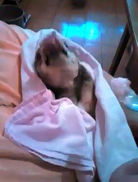 Attention ce chien est la chose la plus mignone que vous verrez aujourd'hui