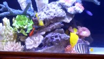 Colorful 240 gallons saltwater aquarium fowlr, added Powder Blue tang, Clown Tang