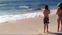 Amazing Shark Attack on Giant Whale, Hundreds of Sharks, Wild Animal Attacks