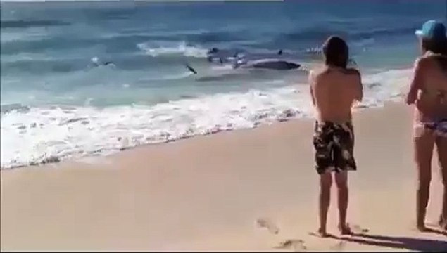 Amazing Shark Attack on Giant Whale, Hundreds of Sharks, Wild Animal Attacks