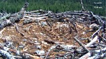 Nelson Osprey Nest - Mom Visits Nest After Lil Nel was Rescued - July 4 2014