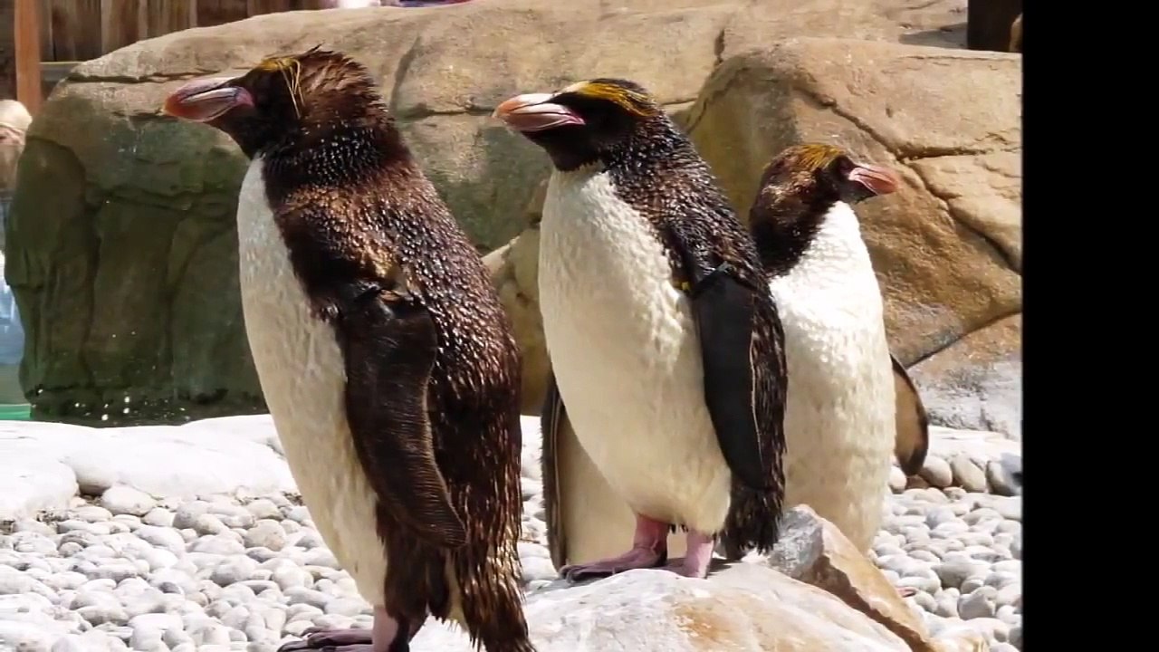 Penguin Dance Song Original Funny Music for Children Kids Preschool Happy Birthday Animals Toddlers