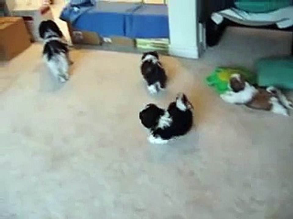 Shih Tzu puppies  "No more milk guys family" Don't you bark at my babies!