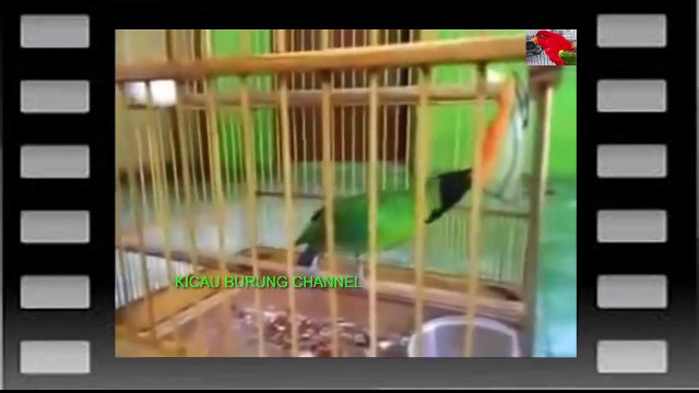 Mantaaaappp!!! KICAU CUCAK IJO GACOR MINI MASTERAN