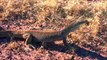 Bjørn Ormstad : Yellow-spotted monitor, Varanus panoptes panoptes