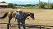 Sandman - Team Roping Horse, Heading Horse for Sale