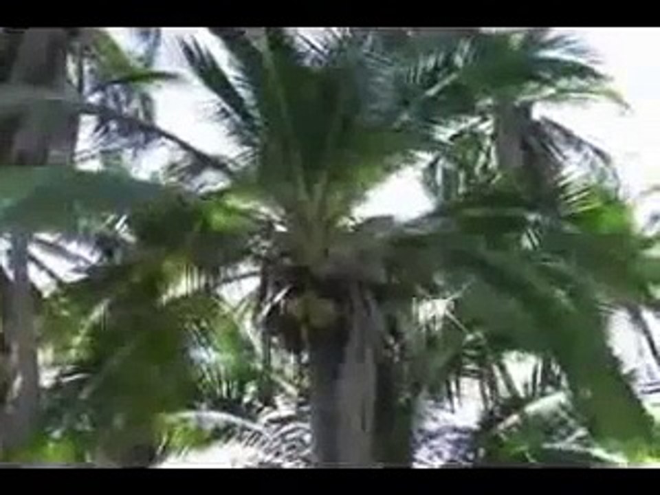 Sonidos Alegres: Solo Tu Recuerdo