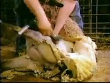 How its made   wool