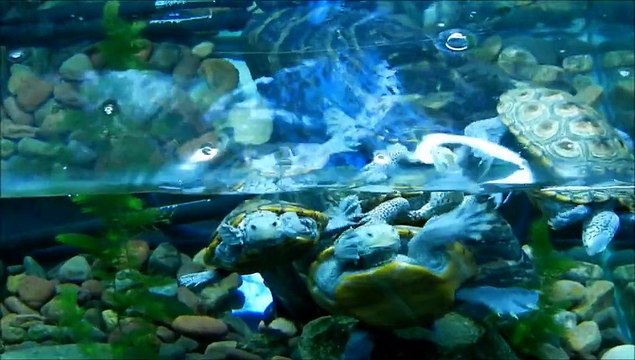 My New 75 Gallon Tank, for my diamondback terrapins!