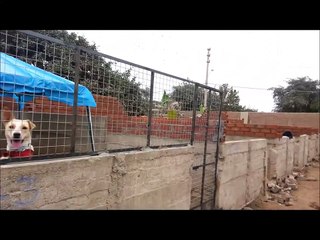 ASOCIACION PATITAS AYUDANOS A CONSTRUIR NUESTRO ALBERGUE -