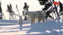 Cute-Polar-Bear Cub-Plays-In-The-Snow-For-The-First-Time
