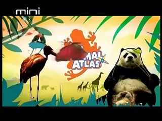 Animal Atlas - Porodice Macaka - MiniUltra