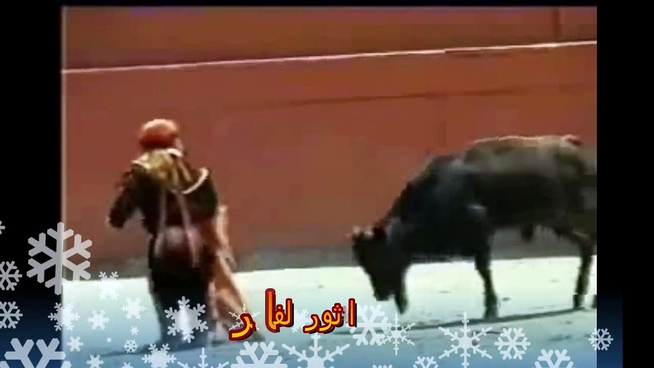 تزاوج الثيران  مع النساء من مسابقه الثيران
