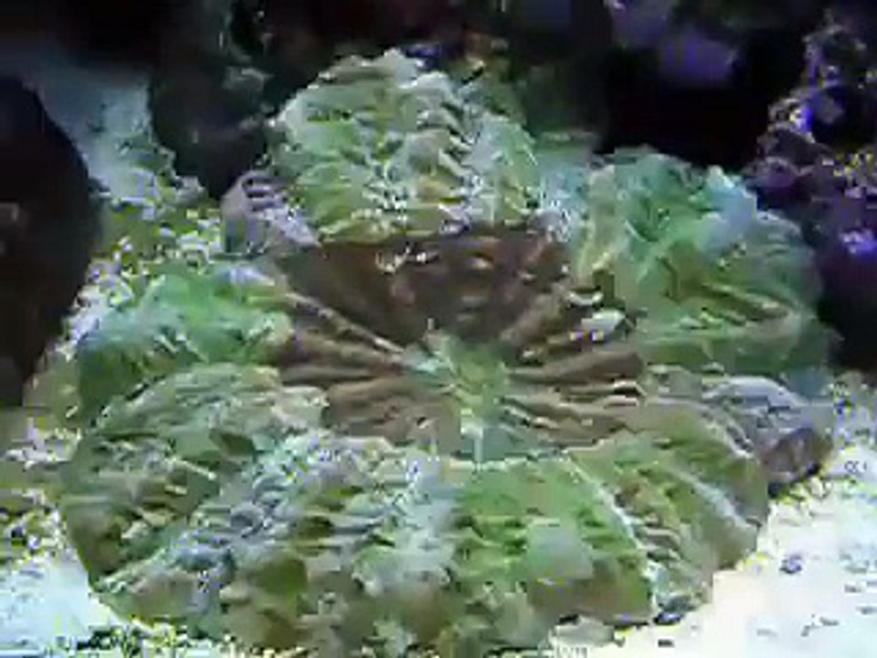 Inwall Coral Reef Tank
