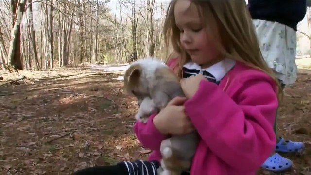 Китайская хохлатая собака, все породы собак, 101 dogs. Введение в собаковедение.