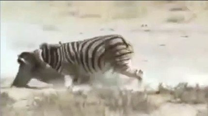 Zebra vs Lion , Zebra kick Lion until death -