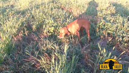 Caccia a quaglie Black Valley Hunting Domains