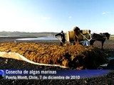 Cosecha de algas marinas en Puerto Montt, Chile