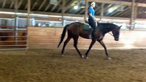 FOR SALE: Always an Artifact, 4 y/o AQHA Gelding