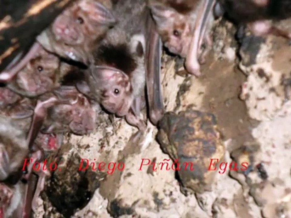 Murciélago Vampiro común (Desmodus rotundus) La Playa 12-Nov-2011.mp4