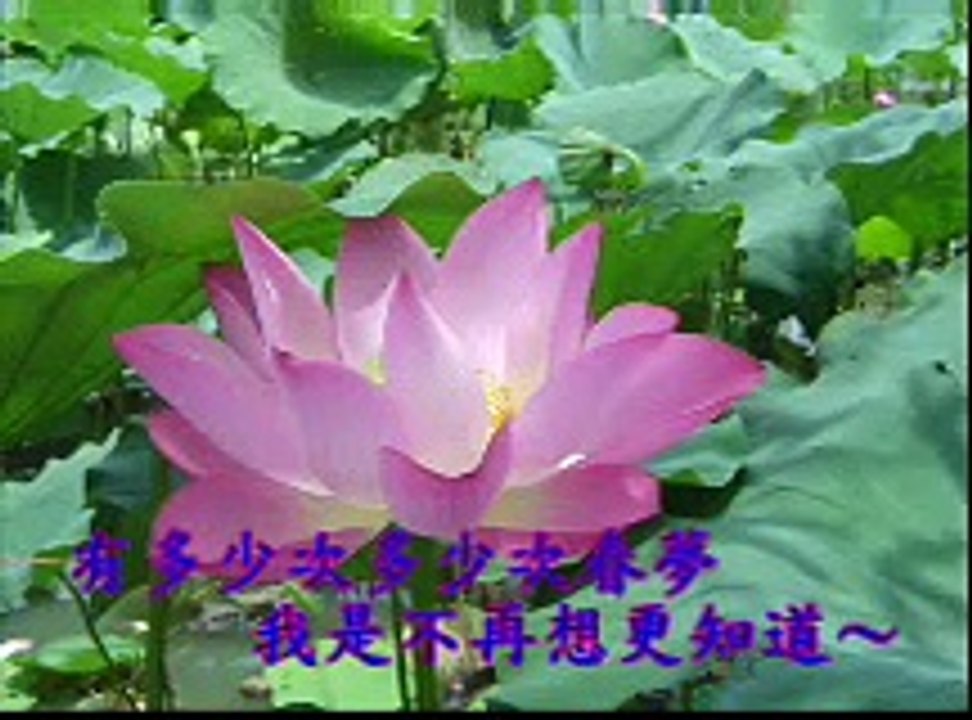 老式西洋情歌譯曲翻唱『過去的春夢』