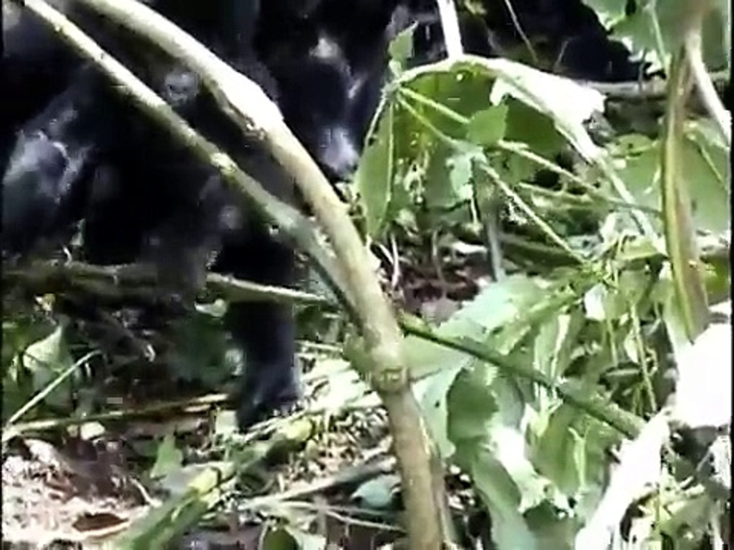 Wild Gorillas Uganda/Africa