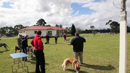 Eric Salas All Breed Handling Workshop in Australia