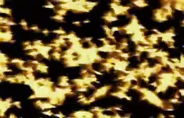 Insect Hunters (The Life of Mammals)