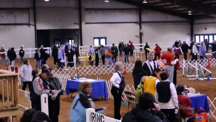 AKC Championships 2011.wmv