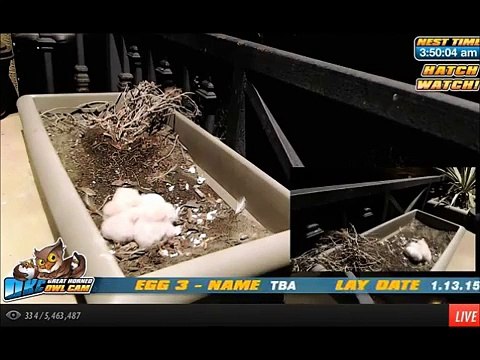 Alessondra's OKC Great Horned Owl Cam 021315 1