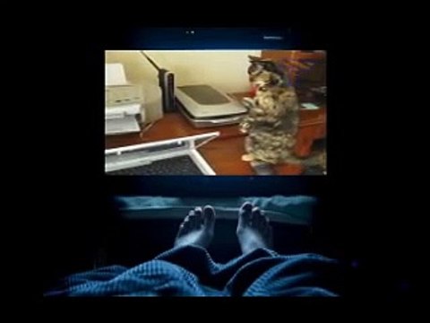 Cute cats feel confused Funny cat compilation