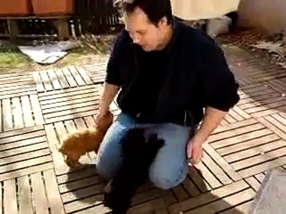 bébé caniches nains